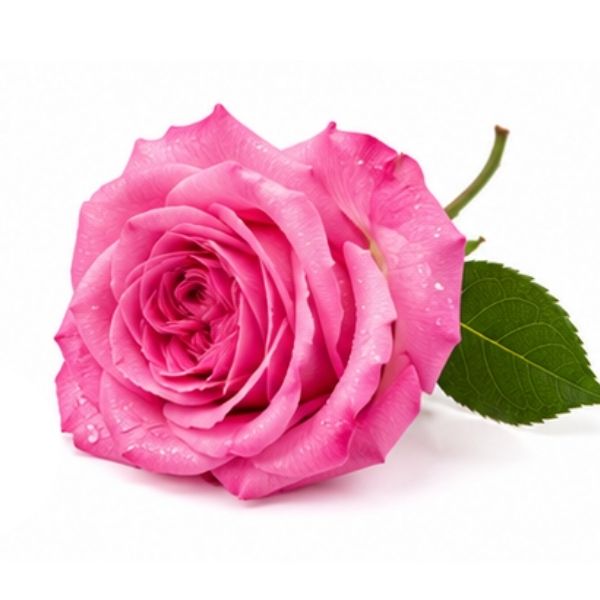 Damaszenerrose