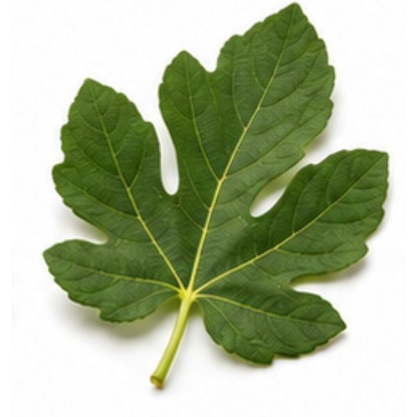 Feigenblatt