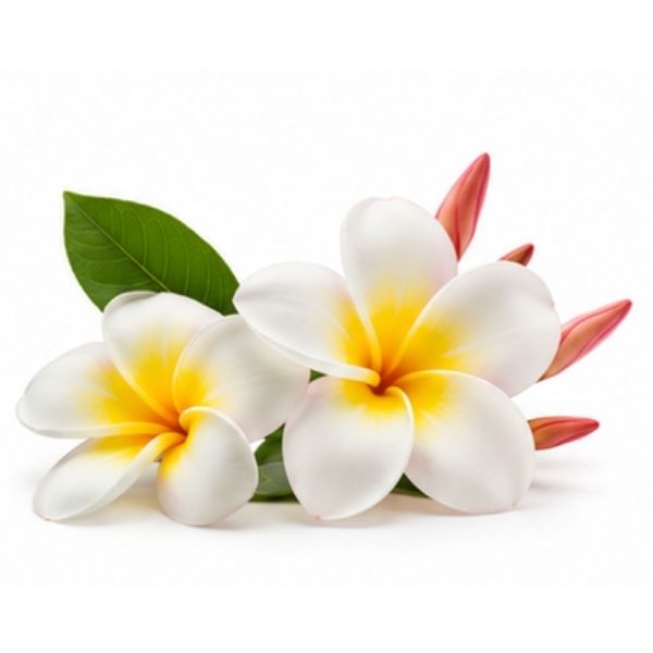 Frangipani