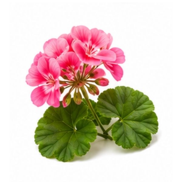 Geranium