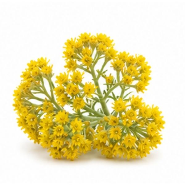 Immortelle