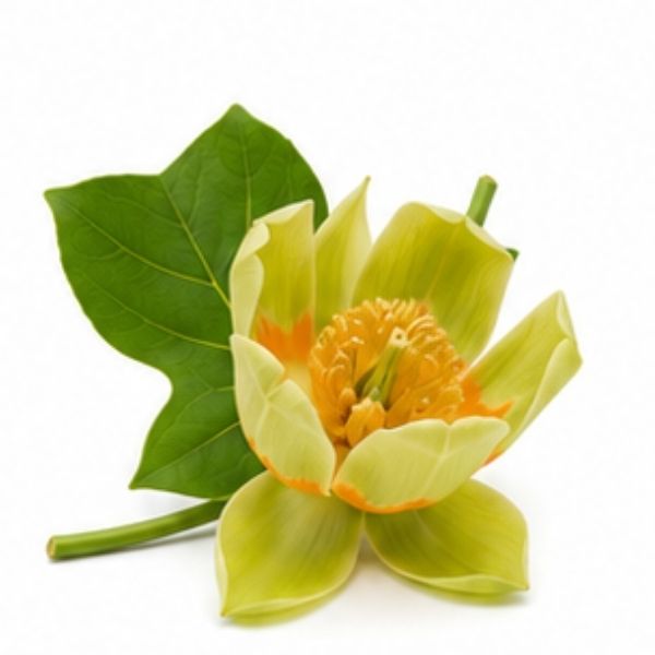 Liriodendron