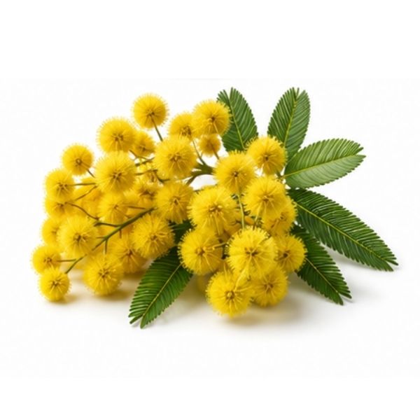 Mimose