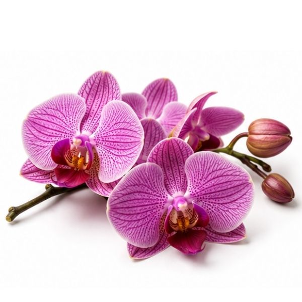 Orchidee
