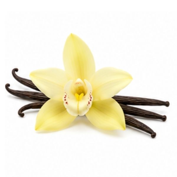 Vanilleorchidee