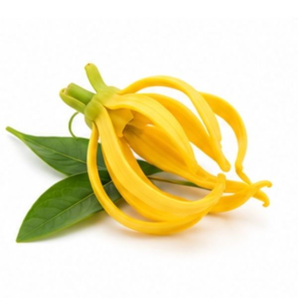 Ylang Ylang