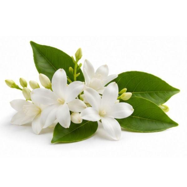 Arabischer Jasmin