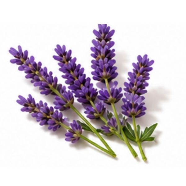 Lavendel