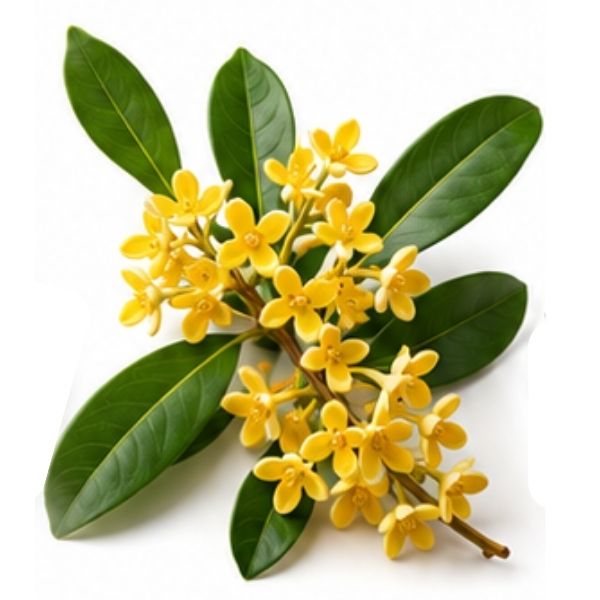 Osmanthus