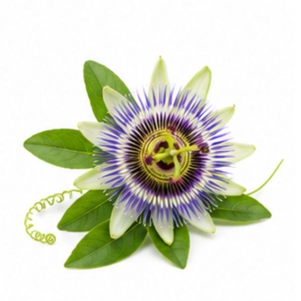 Passionsblume