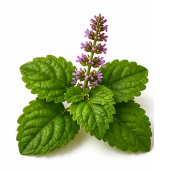 Patchouli