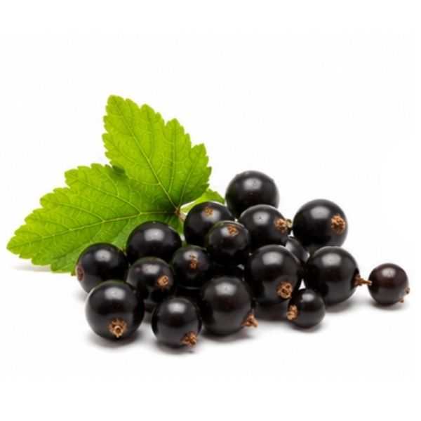 Schwarze Johannisbeere