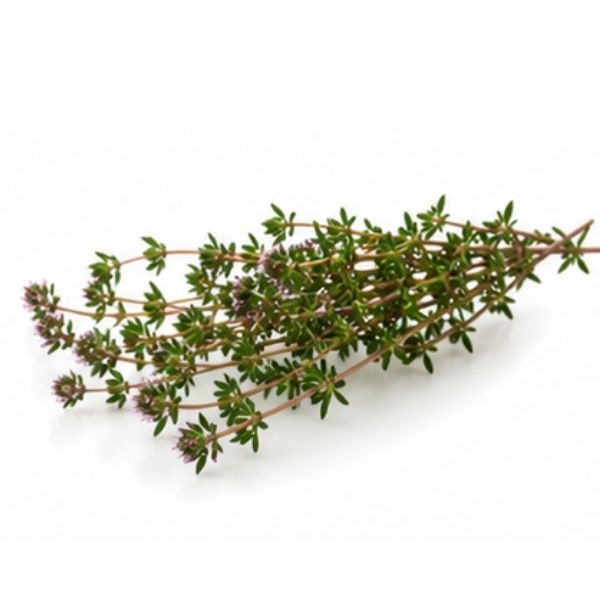 Thymian