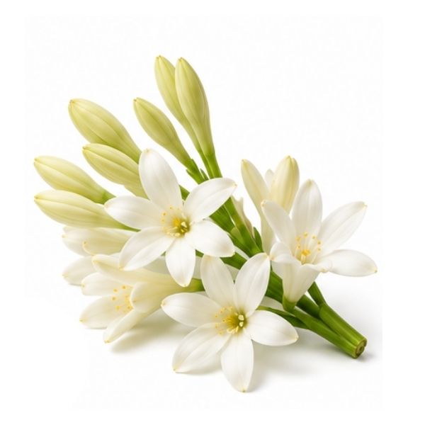 Tuberose