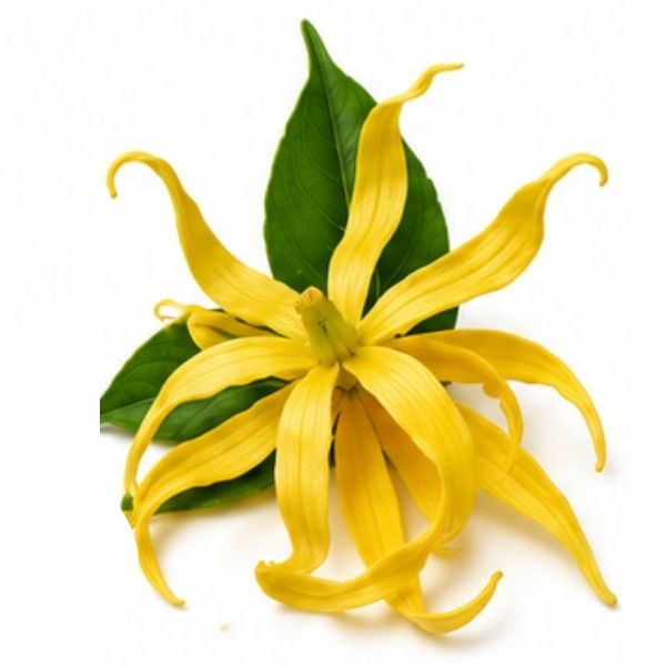 Ylang-Ylang