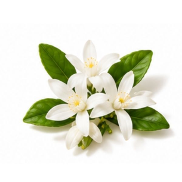 Orangenblüte