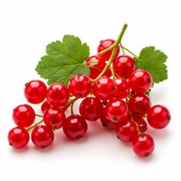 rote Johannisbeere