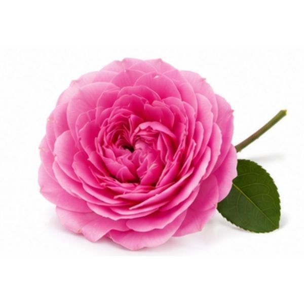 Türkische Rose